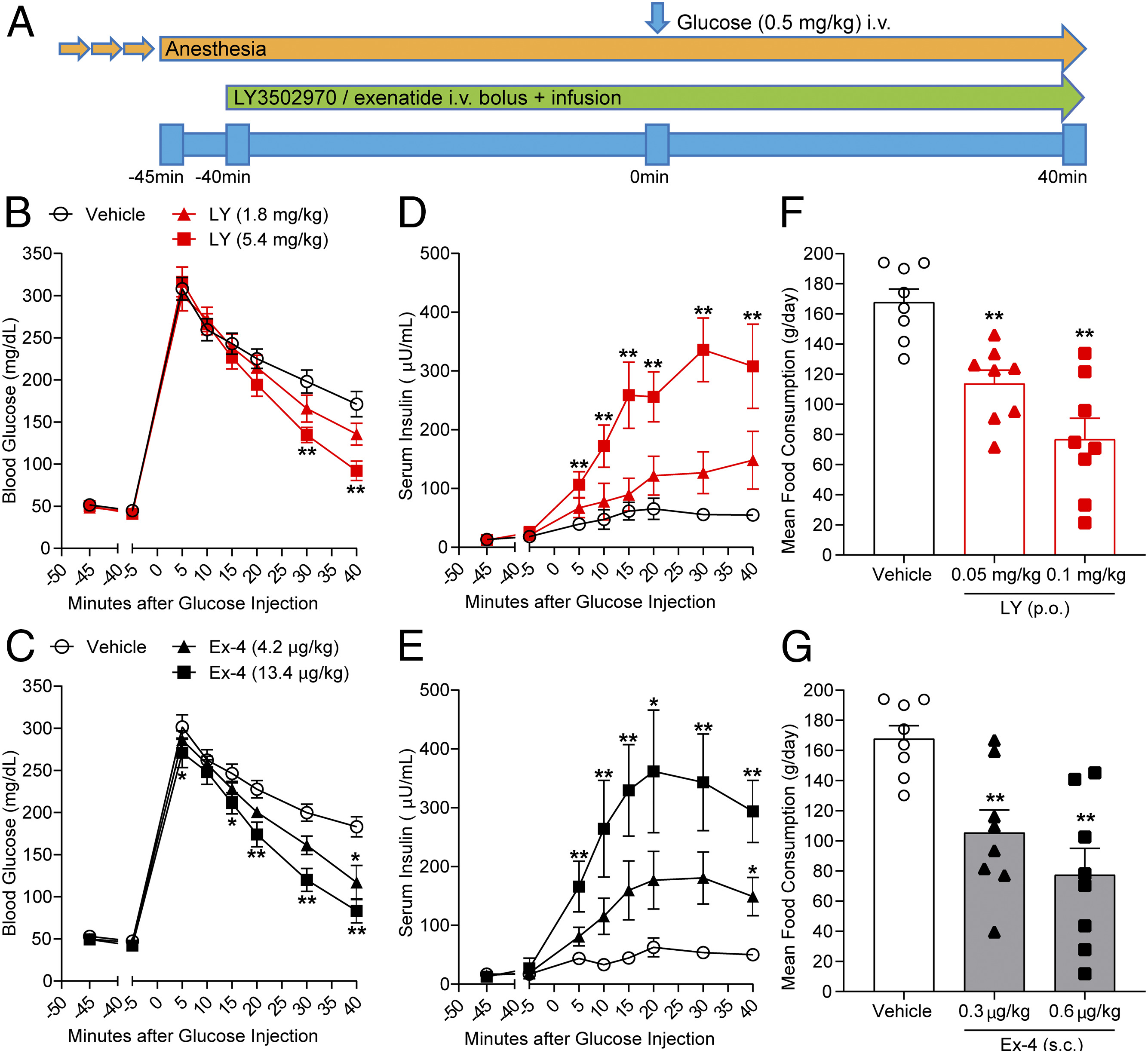 Paper describes how orforglipron activates the GLP-1 receptor