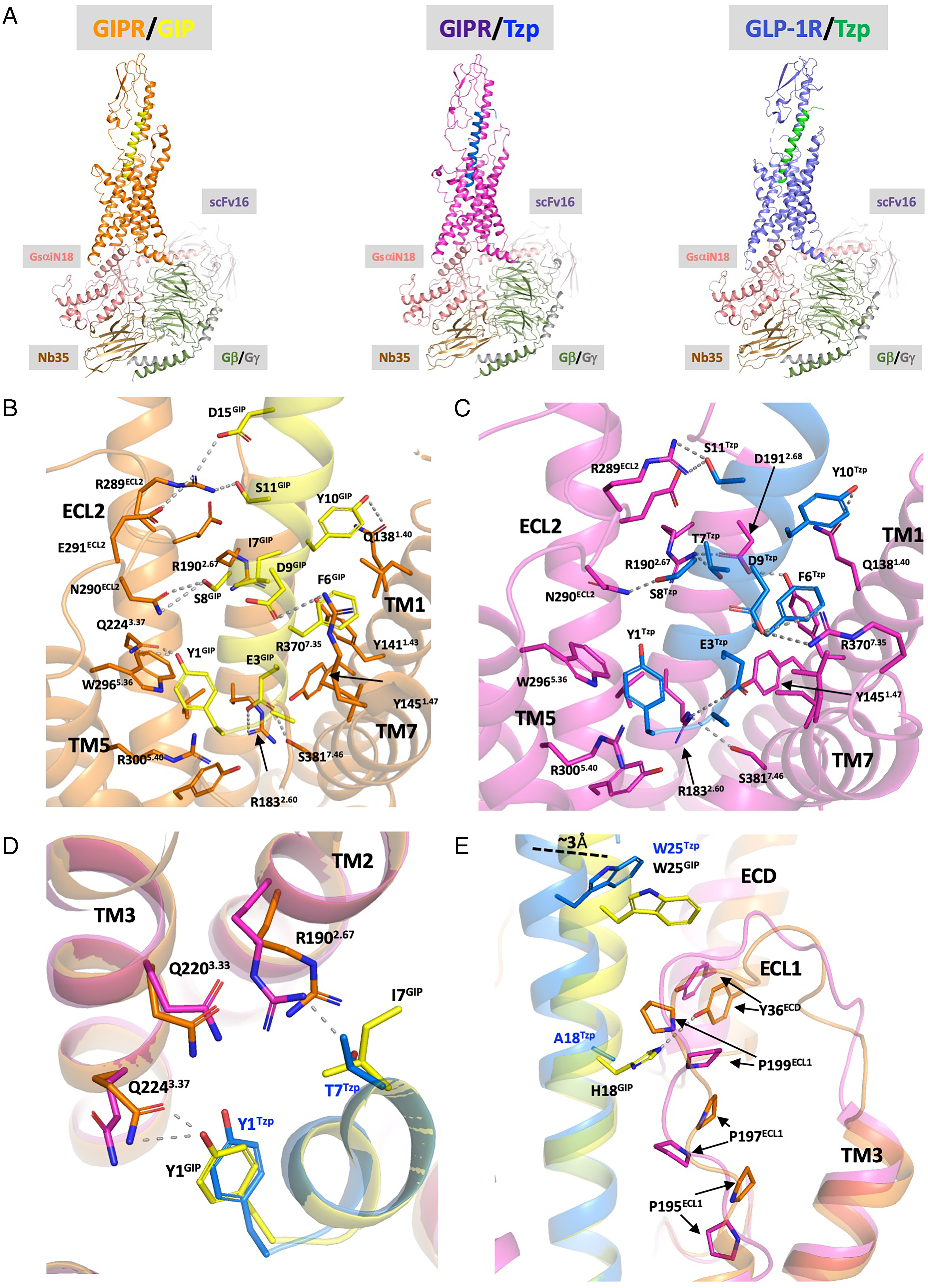 Study maps how tirzepatide binds its two target receptors