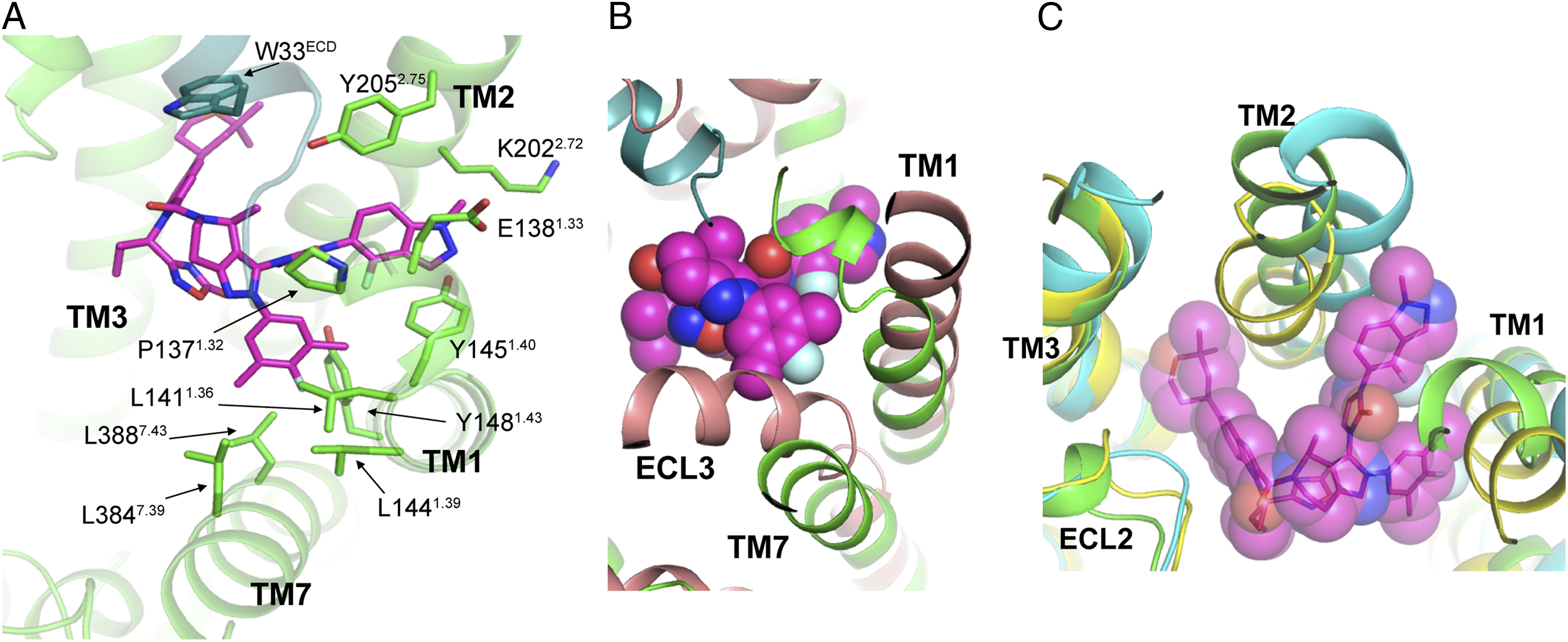 Paper describes how orforglipron activates the GLP-1 receptor