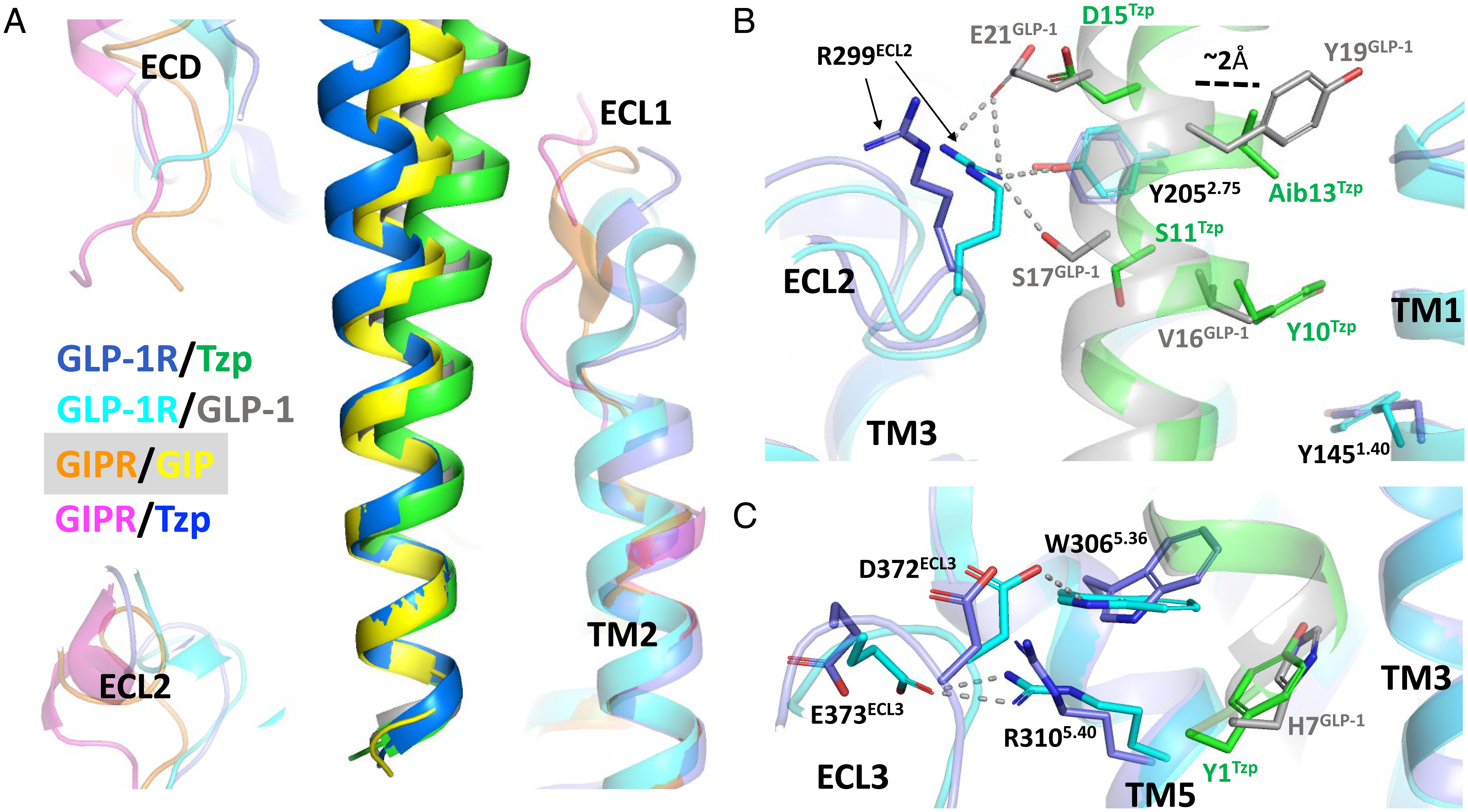 Study maps how tirzepatide binds its two target receptors