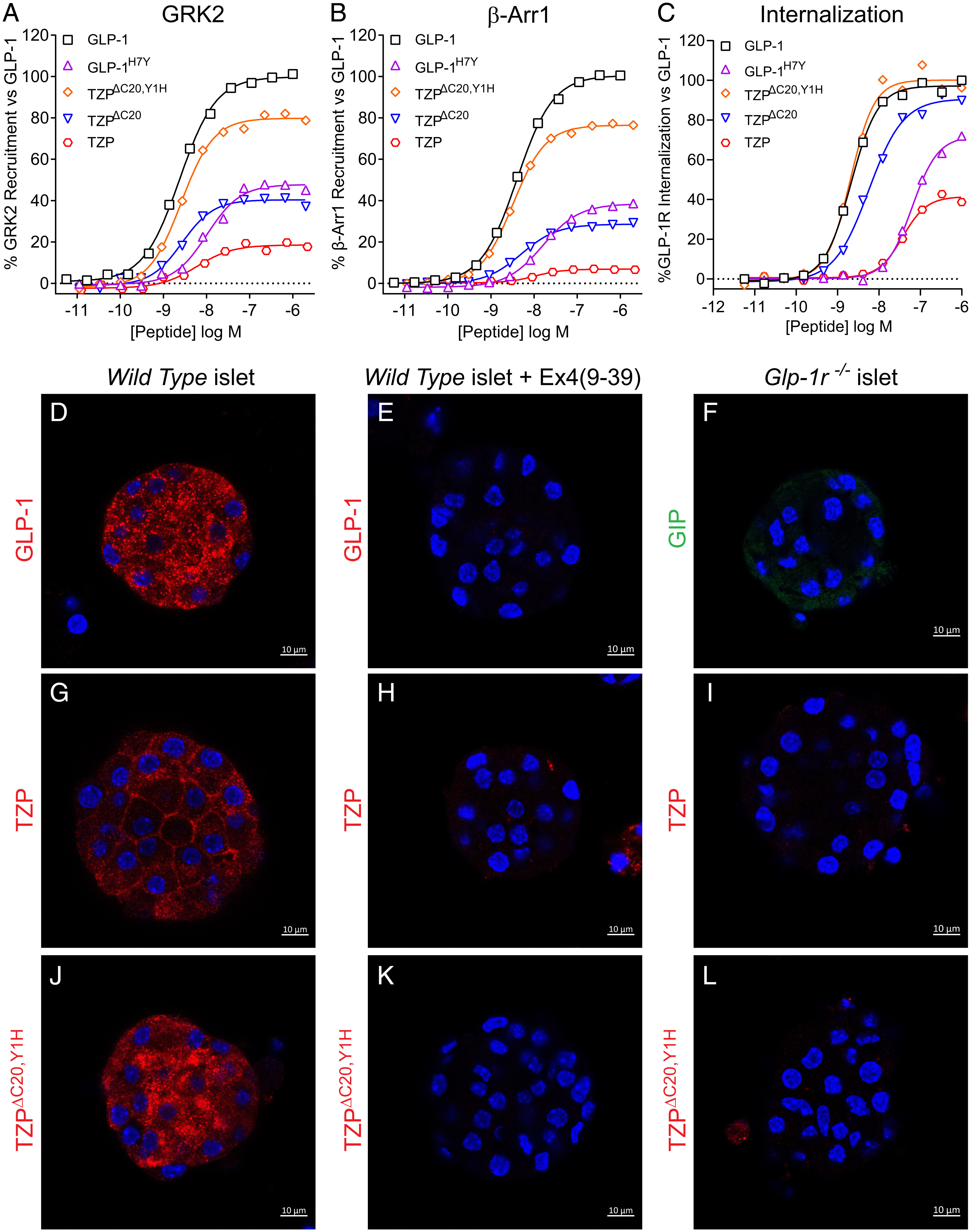 Study maps how tirzepatide binds its two target receptors