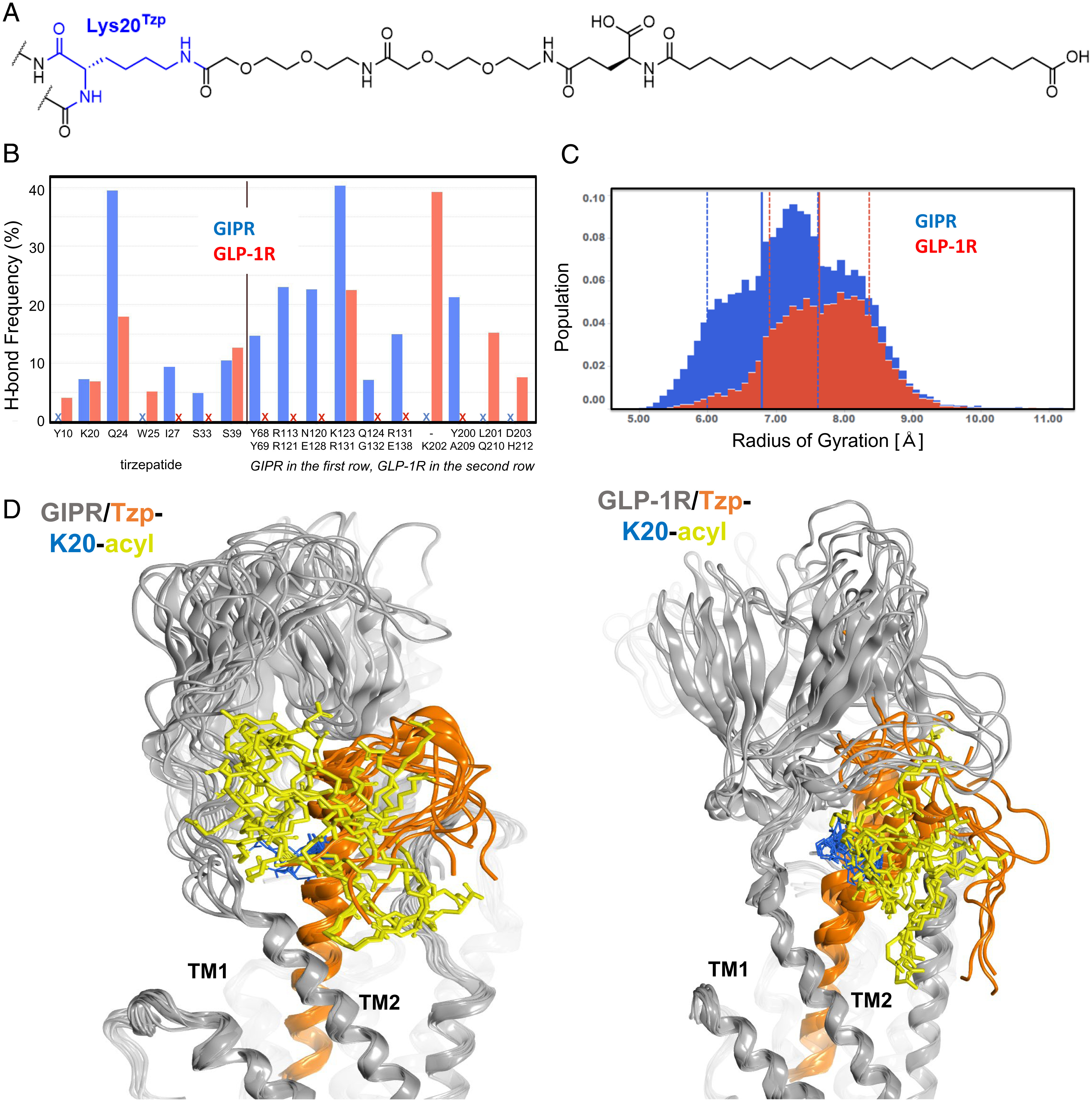 Study maps how tirzepatide binds its two target receptors