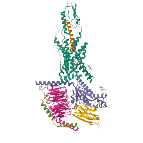 Study maps how tirzepatide grips its two hormone receptors