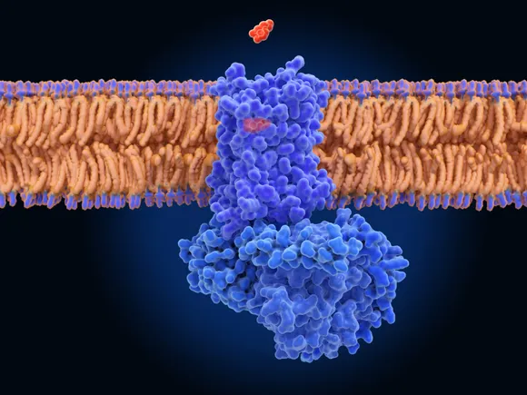 Superluminal raises $60 million to advance MC4R obesity drug into human testing