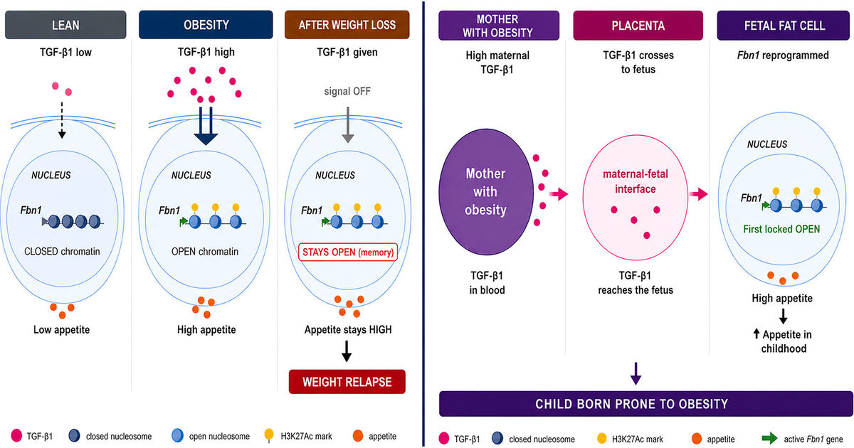 Mouse study links weight regain after GLP-1 use to lasting change in fat cells