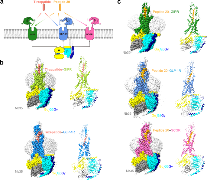 Study maps how tirzepatide grips its two hormone receptors
