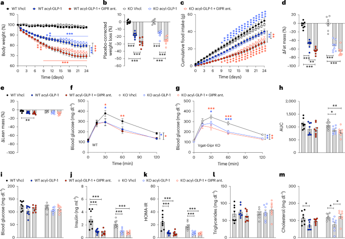 Mouse study finds blocking GIP receptors depends on GLP-1 signaling, unlike tirzepatide's GIP activation