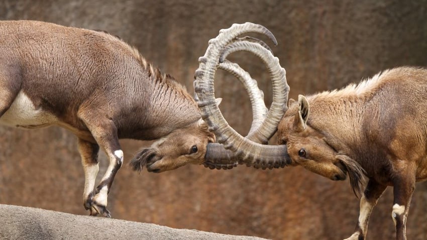 lockinghorns