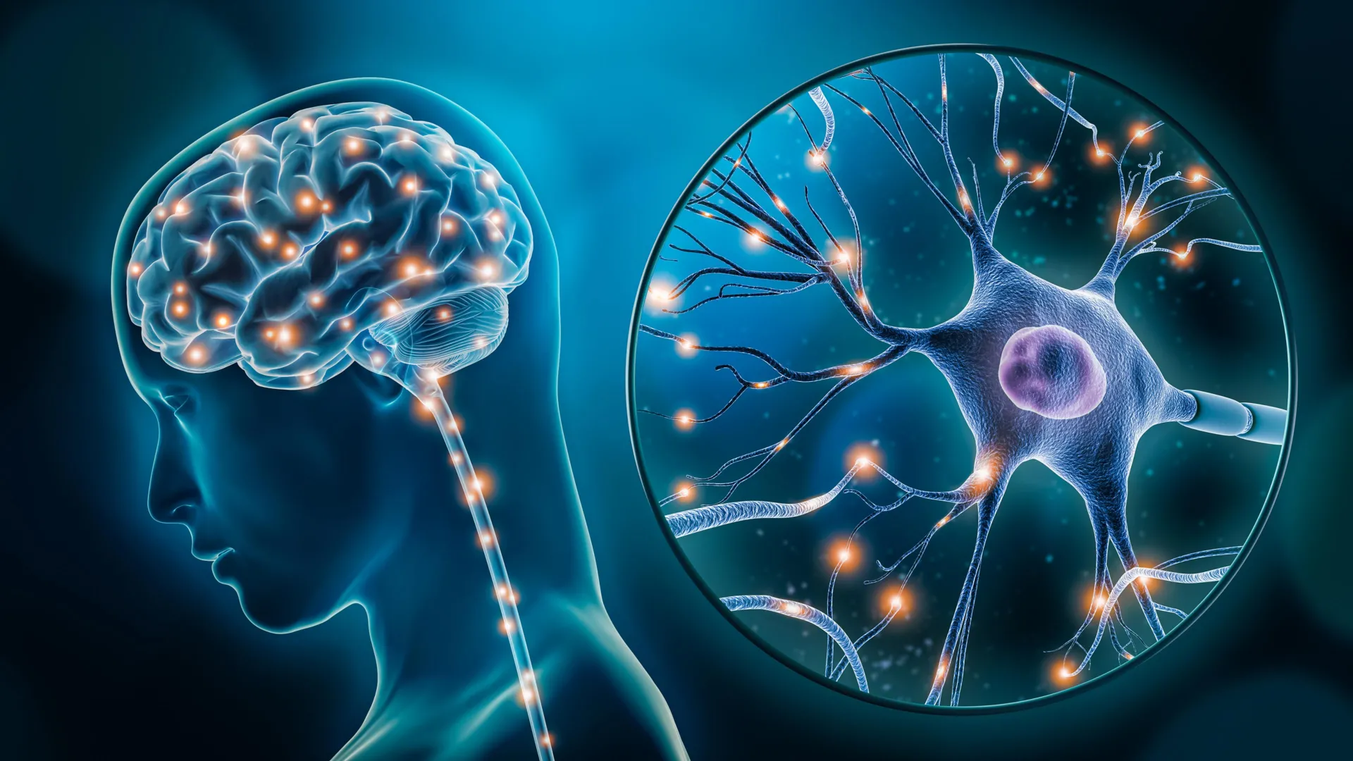Yale study in mice says semaglutide needs brain hunger neurons to sustain fat loss