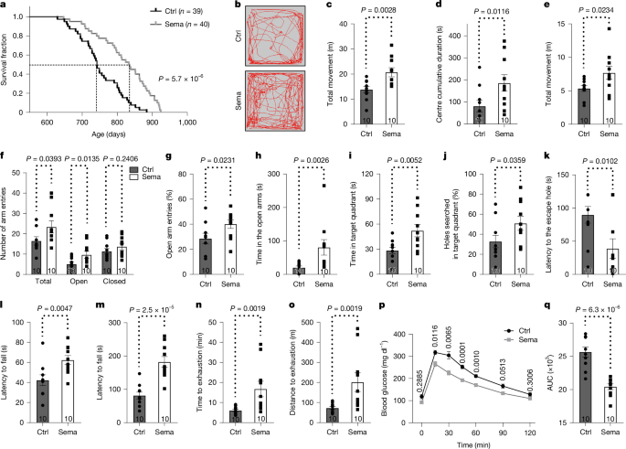 Semaglutide extends lifespan in older female mice, Nature study finds