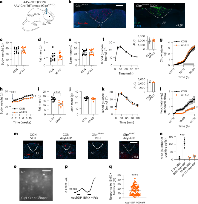 Mouse study links GIP receptor effects to two brain regions, offering clues for tirzepatide
