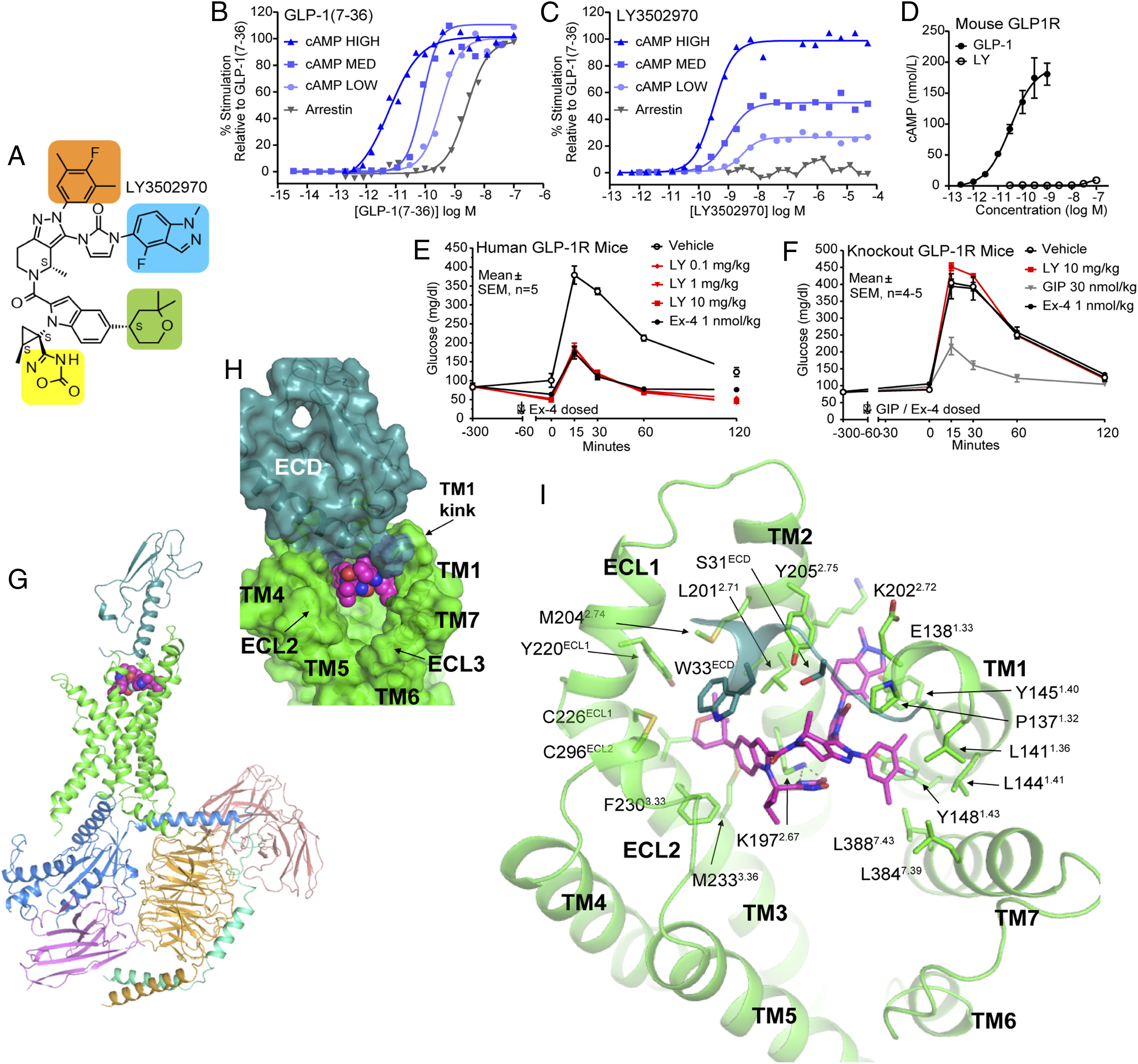Paper describes how orforglipron activates the GLP-1 receptor