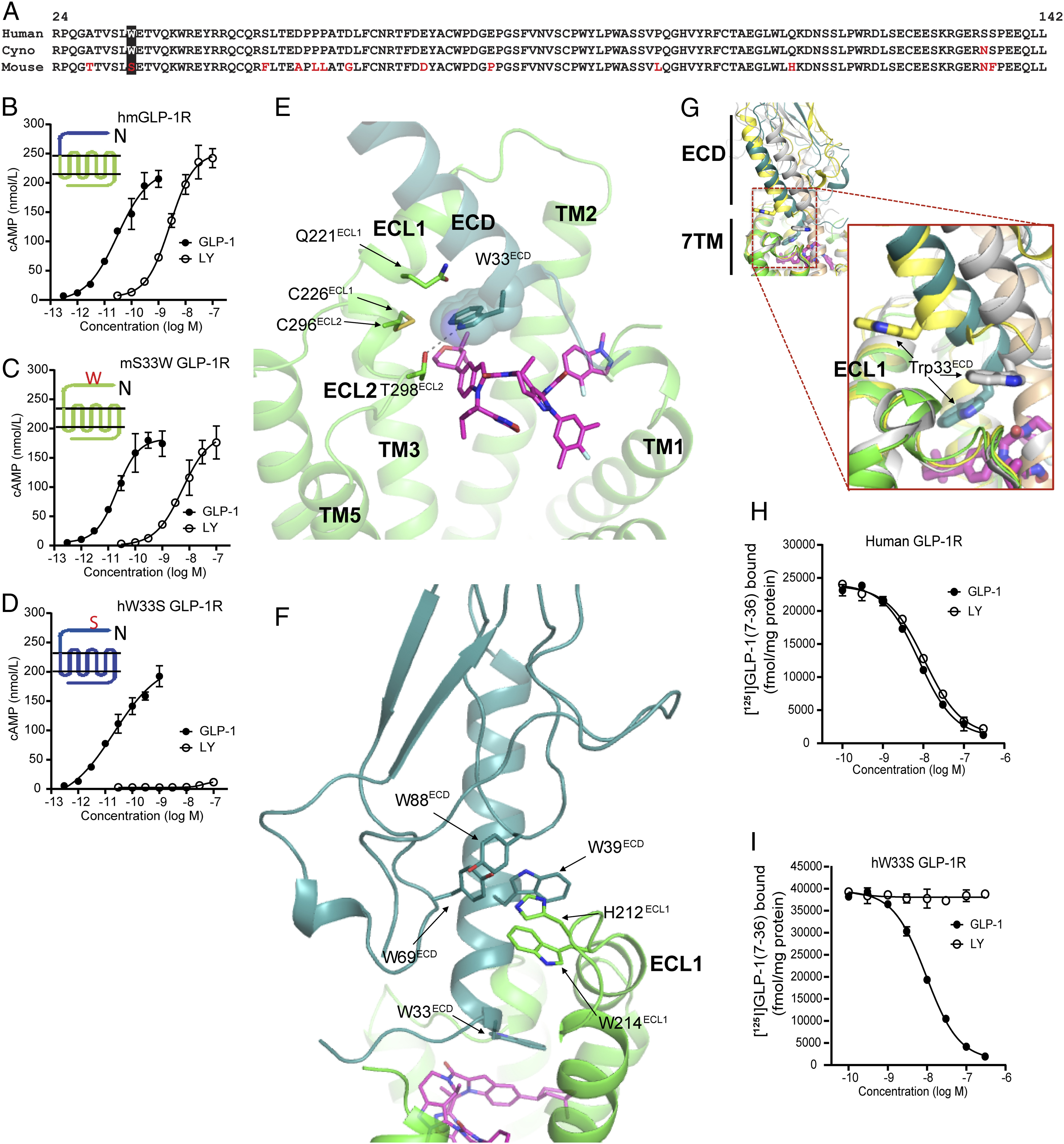 Paper describes how orforglipron activates the GLP-1 receptor