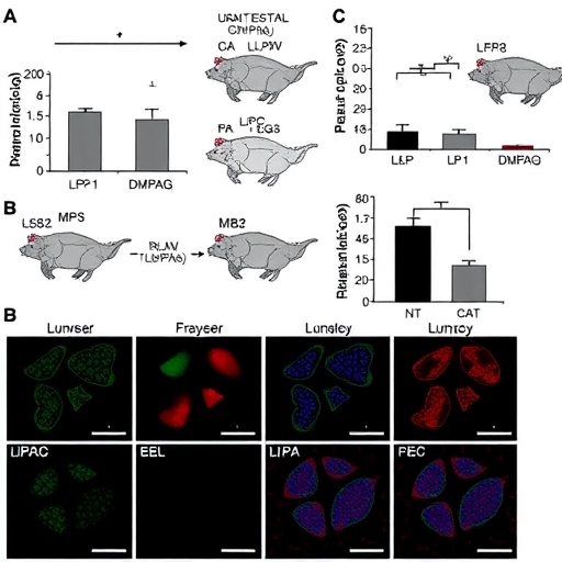 Mouse study ties GLP-1 brain signaling to reduced defensive aggression