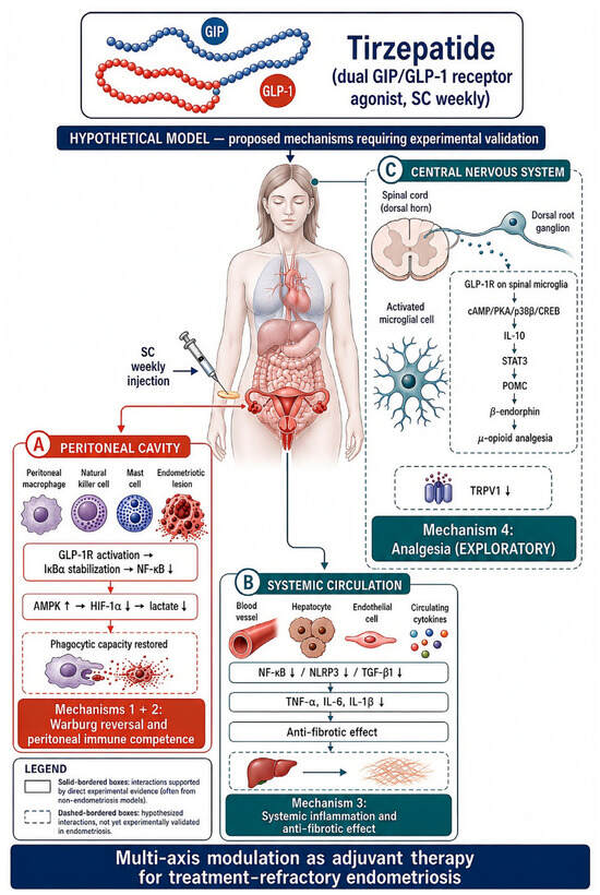 Hypothesis paper proposes tirzepatide for refractory endometriosis without human data
