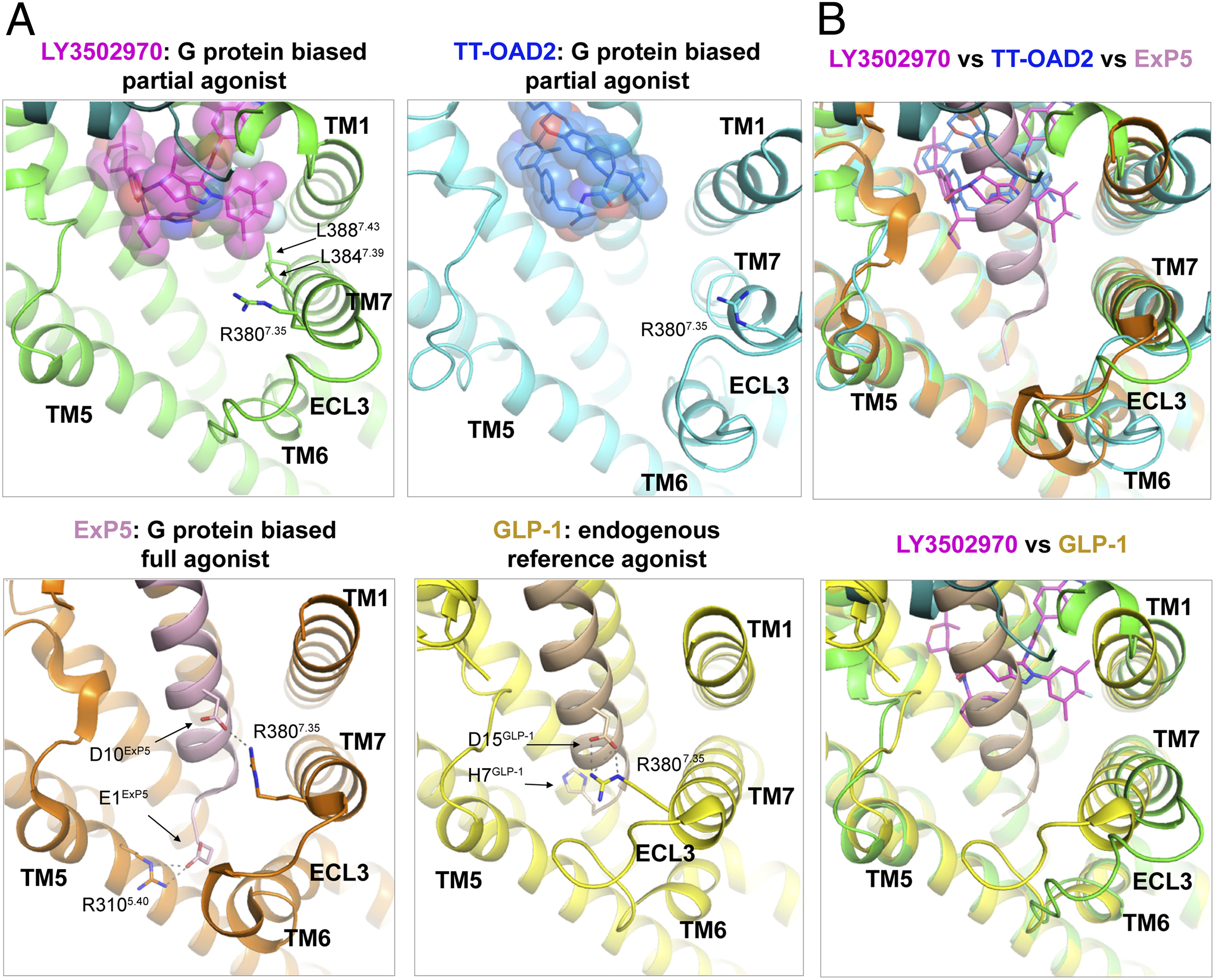Paper describes how orforglipron activates the GLP-1 receptor