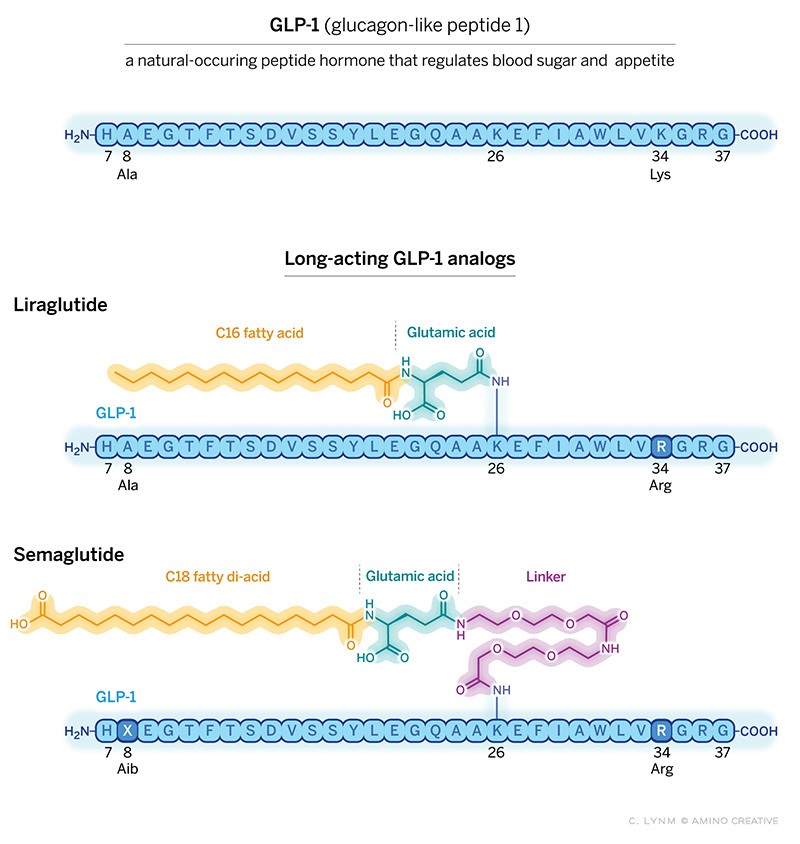 Three GLP-1 scientists, including Novo Nordisk's Lotte Bjerre Knudsen, win 2024 Lasker Award