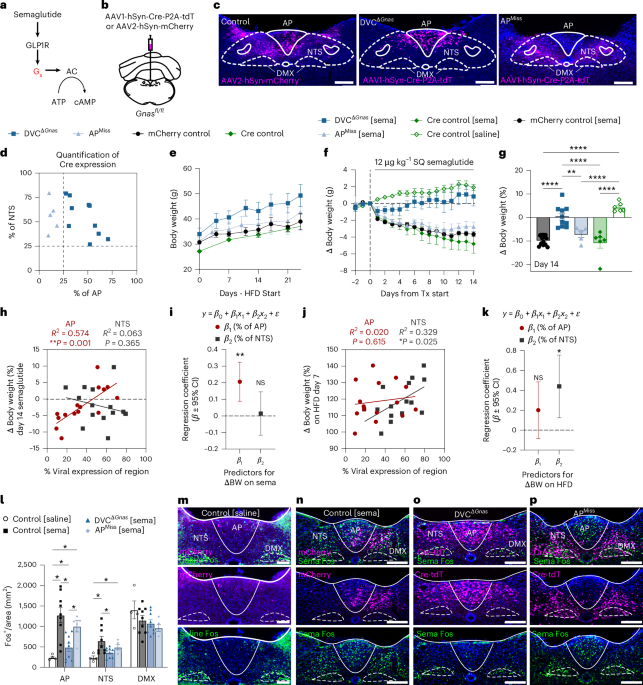 Study maps how semaglutide signals in brainstem neurons to drive weight loss
