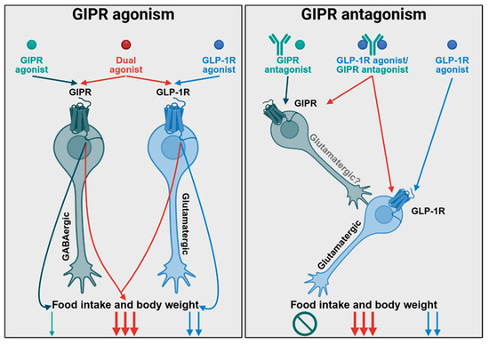 Review proposes unified theory for opposing GIP receptor drug strategies