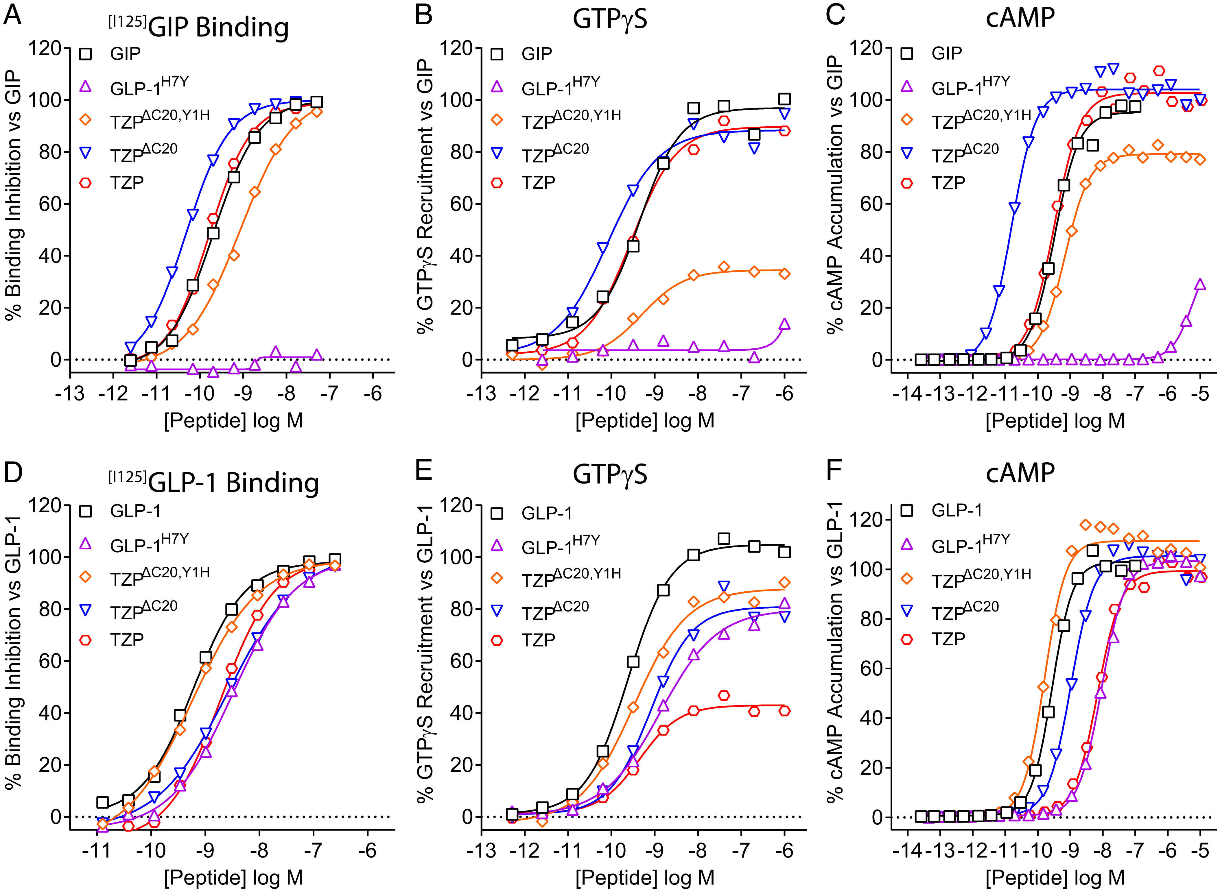 Study maps how tirzepatide binds its two target receptors